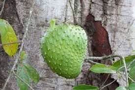 Graviola Fruit Seed Collection for Delicious, Tangy Fruit