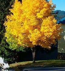 Yellow Japanese Maple Tree Heirloom Non Gmo Image