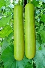 Bottle Gourd Lagenaria siceraria seeds for vertical planting