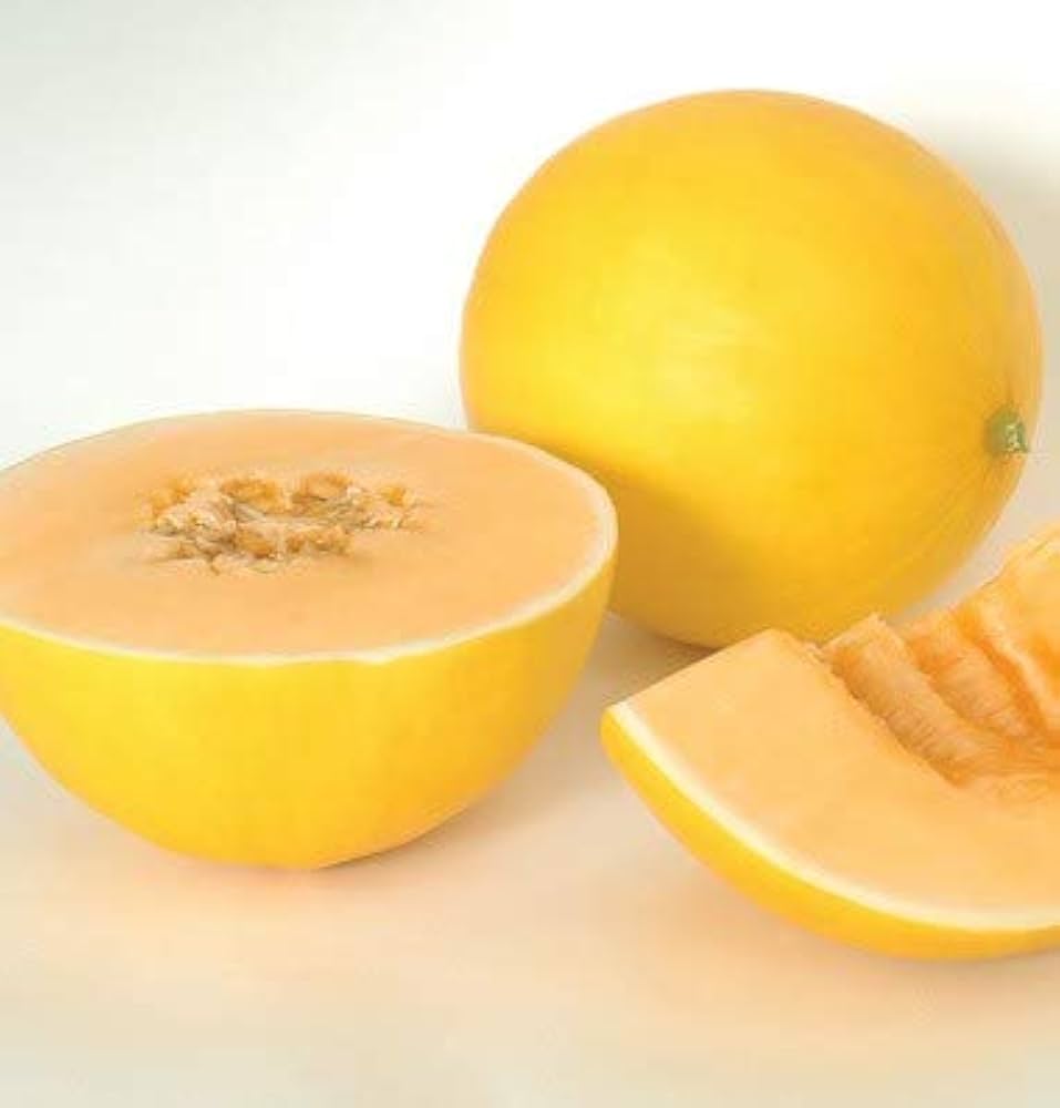 Yellow Honeydew Melon – fruit plant for planting in home garden