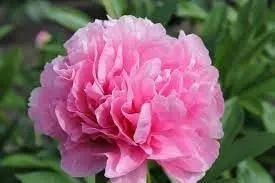 Carnations Flower Seeds for Garden Planting - NON GMO Seeds Dhara Seeds