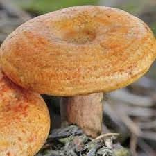 Milkcap Mushroom Lactarius spp. spores for indoor planting