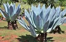 Blue Maguey Aloe Plant Seeds for Planting NON GMO Seeds Dhara Seeds
