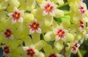 Heirloom Non-GMO Green Red Hoya Flower Seeds for Garden Planting – Heart-Shaped Blooms for planting in your garden.