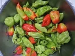 Trinidad Pimento Pepper Seeds for Planting
