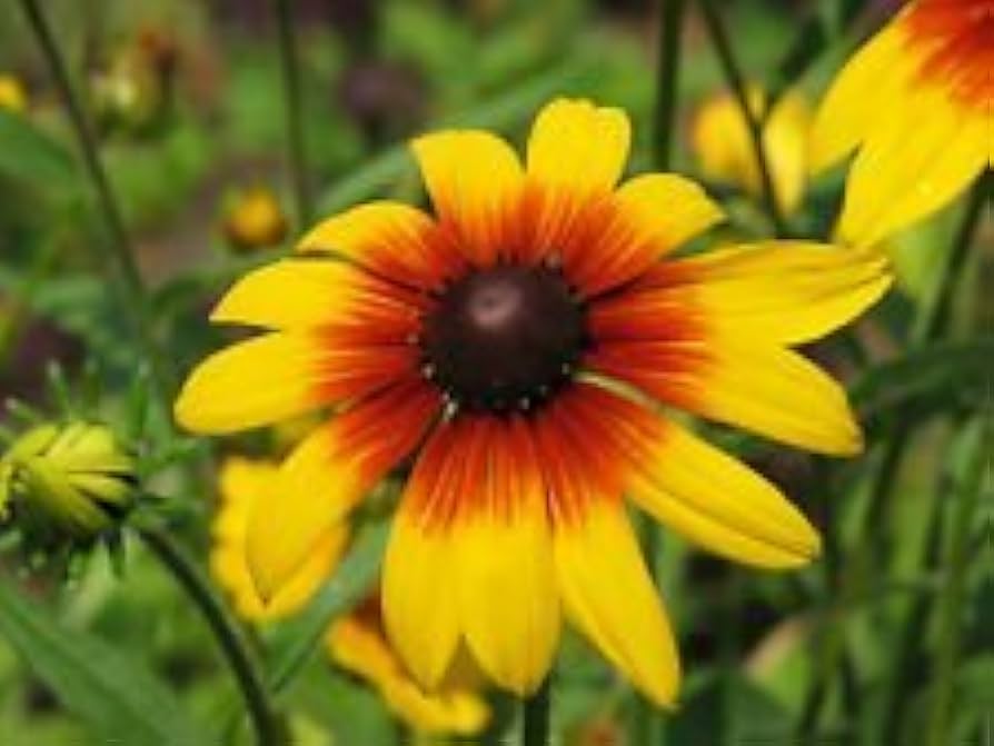 Daisy Rudbeckia Hirta Gloriosa Flower Seeds for Planting