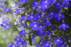 Erinus Flower Seeds for Planting - 100 pcs