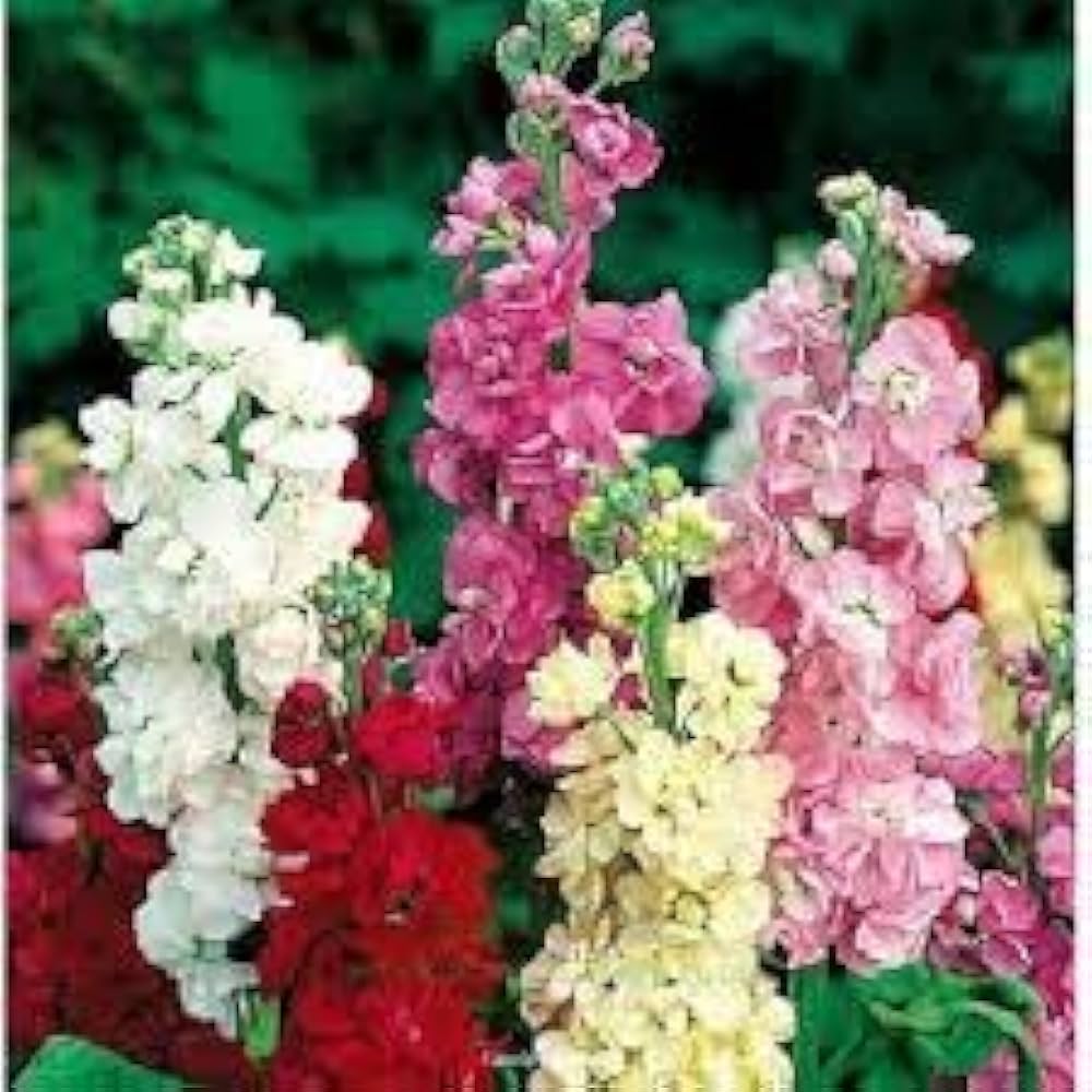 Imperial Blend Matthiola Stock Flower Seeds