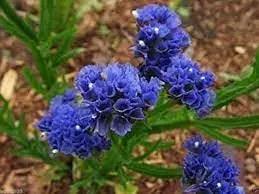 Statice Pale Blue Flower Seeds for Planting - NON GMO Seeds Dhara Seeds