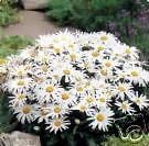 White Leucanthemum Flower Seeds for Planting - 100