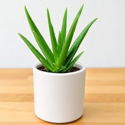 Green Aloevera - Heirloom, Non - Gmo Seeds