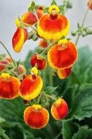 Yellow & Red Calceolaria Uniflora Flower Seeds for Planting - NON GMO Seeds Dhara Seeds