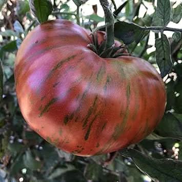 Chocolate Stripes Tomato Solanum lycopersicum seeds for garden planting
