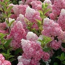 Hydrangea Paniculata Flower Seeds – Heirloom, Non-GMO Seeds for Planting Lush Garden Blooms for planting in your garden.