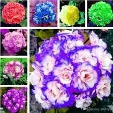 African Flower Planting Seeds for Garden NON GMO Seeds Dhara Seeds