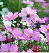 Organic Purple Landscape Autumn Flower Seeds for Planting – Heirloom, Non-GMO for planting in your garden.