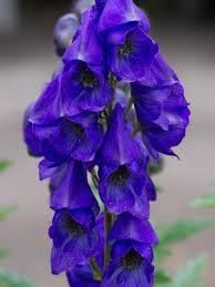 Aconite Flower Seeds for Planting - 100
