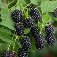 Mulberry Fruit Seed Set for Growing Sweet, Juicy Mulberries