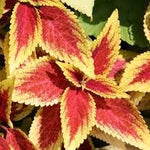 Yellow (Yellow scientific name) for planting in garden