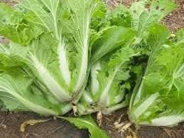 Cabbage Vegetable Seeds for Planting heirloom & Non-GMO Seeds
