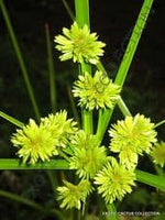 Yellow Cyperus Papyrus Plant Seeds for Planting - 100 seeds for planting in home garden