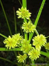 Yellow Cyperus Papyrus Plant Seeds for Planting - 100 seeds for planting in home garden