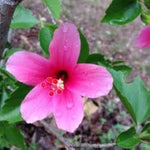 Star Hibiscus Hibiscus rosa-sinensis for planting in tropical garden