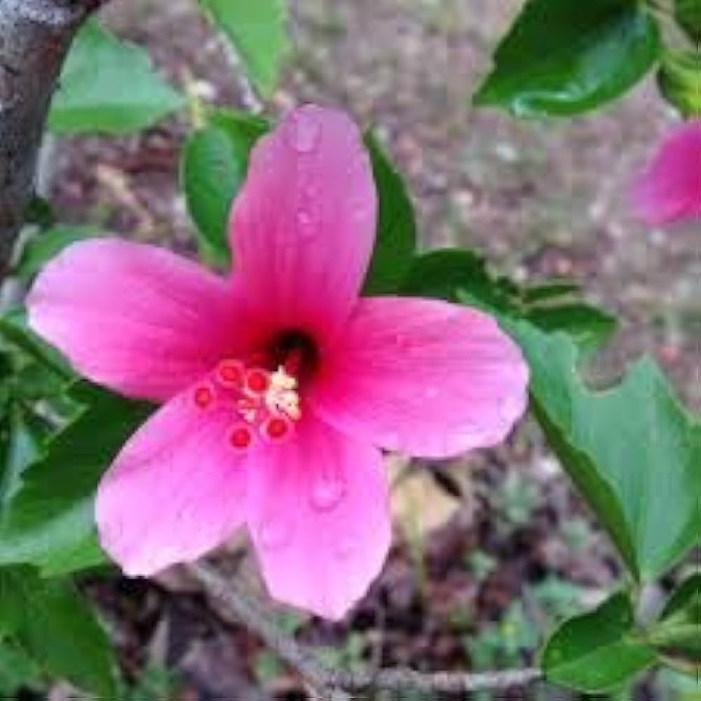Star Hibiscus Hibiscus rosa-sinensis for planting in tropical garden