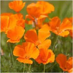 Californica Flower Seeds for Planting, Heirloom, Non-GMO, 100 for planting in home garden