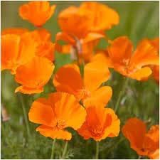 Californica Flower Seeds for Planting, Heirloom, Non-GMO, 100 for planting in home garden