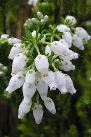 Calluna Vulgaris Flower Seeds for Planting - NON GMO Seeds Dhara Seeds