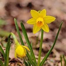 Narcissus Asturiensis Flower Seeds for Planting - 100 pcs