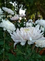 Chrysanthemum White Flower Seeds for Planting - NON GMO Seeds seeds for planting in home garden