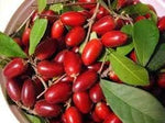 Miracle fruit seed set