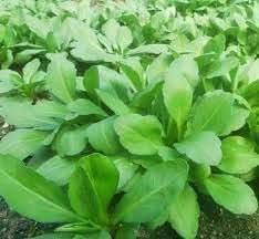 Kalimeris Vegetable Seeds for Planting