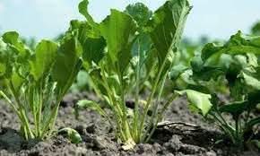 Beet vegetables Seeds - Ideal for Growing Sweet and Nutritious Beets