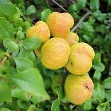 New Fresh Yellow Cydonia Pome Fruit Seeds - Aromatic, Fragrant Quinces to Grow at Home