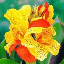 Cleopatra Flower Seeds for Planting – Fresh, Organic, Heirloom, Non-GMO Garden Blooms for planting in your garden.