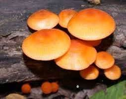 Orange Mushroom Seeds for Planting