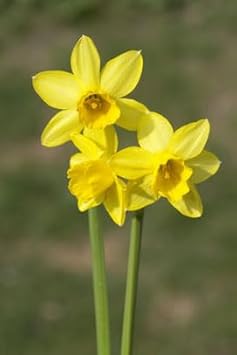 Narzissen Flower Seeds for Planting - 100 pcs for planting in your garden.