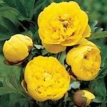 Yellow Peony Flower Seeds for Planting - NON GMO Seeds Dhara Seeds