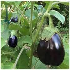 Bambino Eggplant Solanum melongena seeds for garden planting