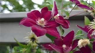 Heirloom purple Yellow Clematis Flower Seeds – Non-GMO Climbing Garden Blooms for Planting