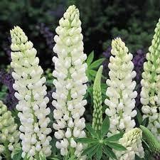 Lupinus Albus Flower Seeds for Planting - 100 pcs