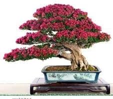 Organic Crepe Myrtle Flower Seeds for Planting – Heirloom, Non-GMO