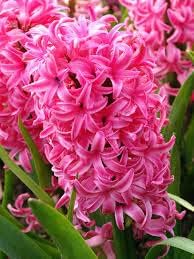 Organic Mixed Hyacinth Flower Seeds for Planting – Heirloom, Non-GMO for planting in your garden.