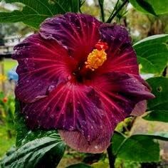 Heirloom Non-GMO Purple Maroon Hibiscus Flower Seeds – Bold Tropical Blooms for Garden Planting seeds for planting in home garden