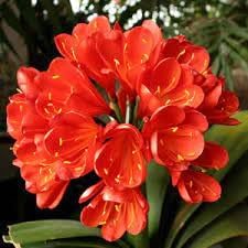 Miniata Flower Seeds for Planting - 100 pcs