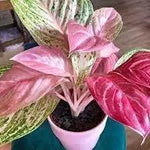 Aglaonema Pink Flower Seeds for Planting NON GMO Seeds for planting in home garden