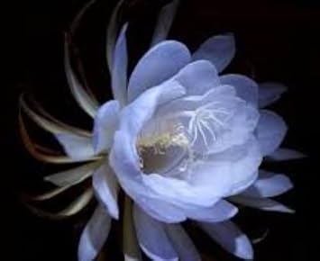Light Blue Epiphyllum Flower Seeds for Planting, 100